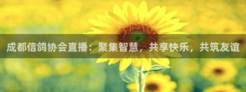 jrkan直播app：成都信鸽协会直播：聚集智慧，共享快乐，共筑友谊