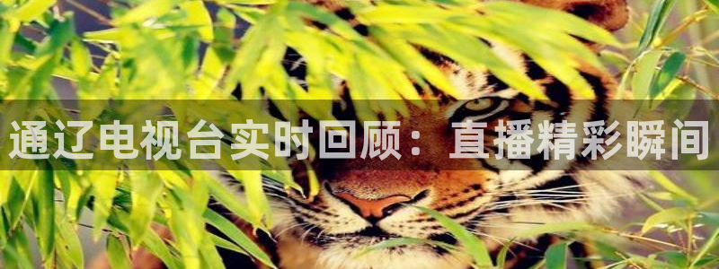 jrkan直播篮球：通辽电视台实时回顾：直播精彩瞬间